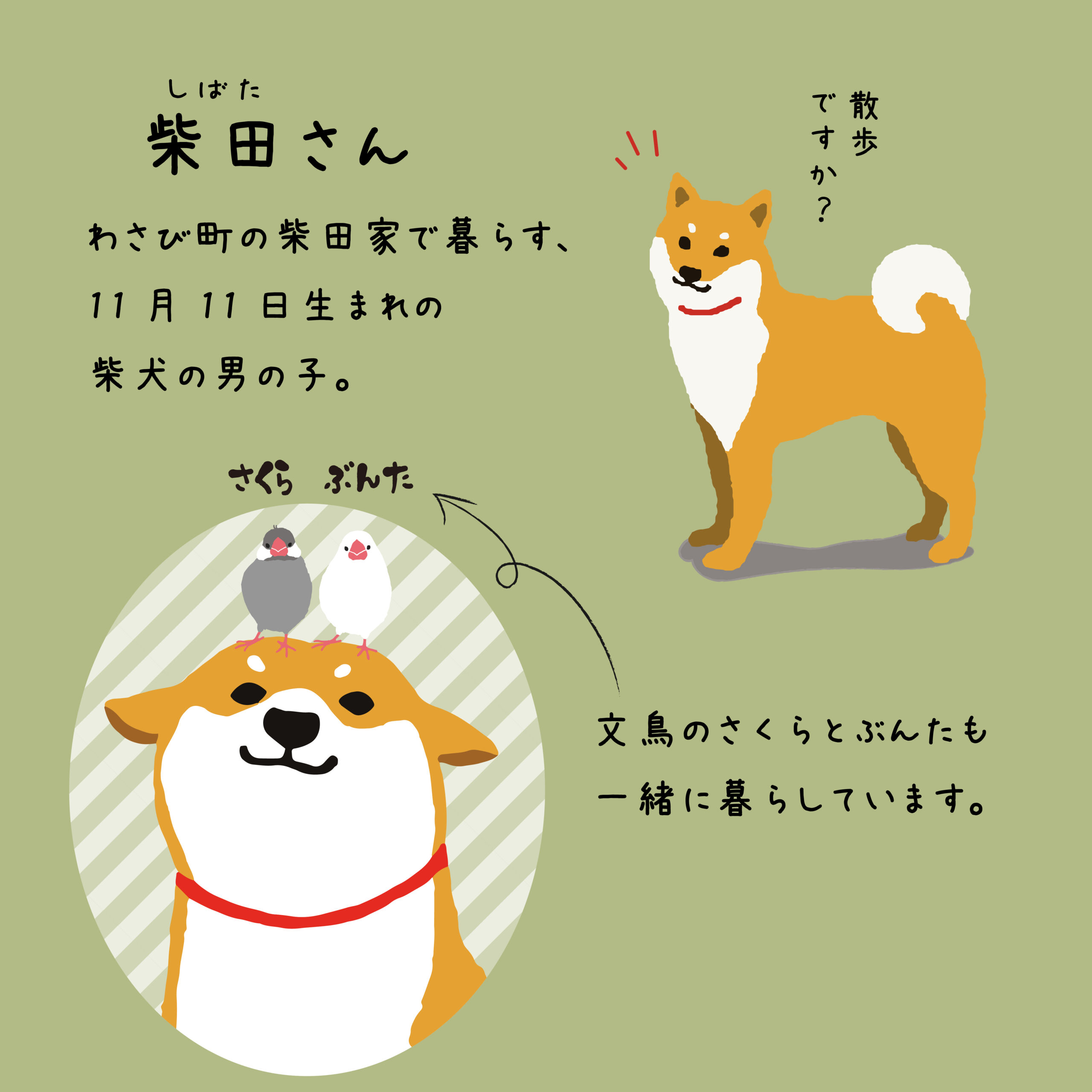 柴田さん　わさび町の柴田家で暮らす、11月11日生まれの柴犬の男の子。文鳥のさくらとぶんたも一緒に暮らしています。