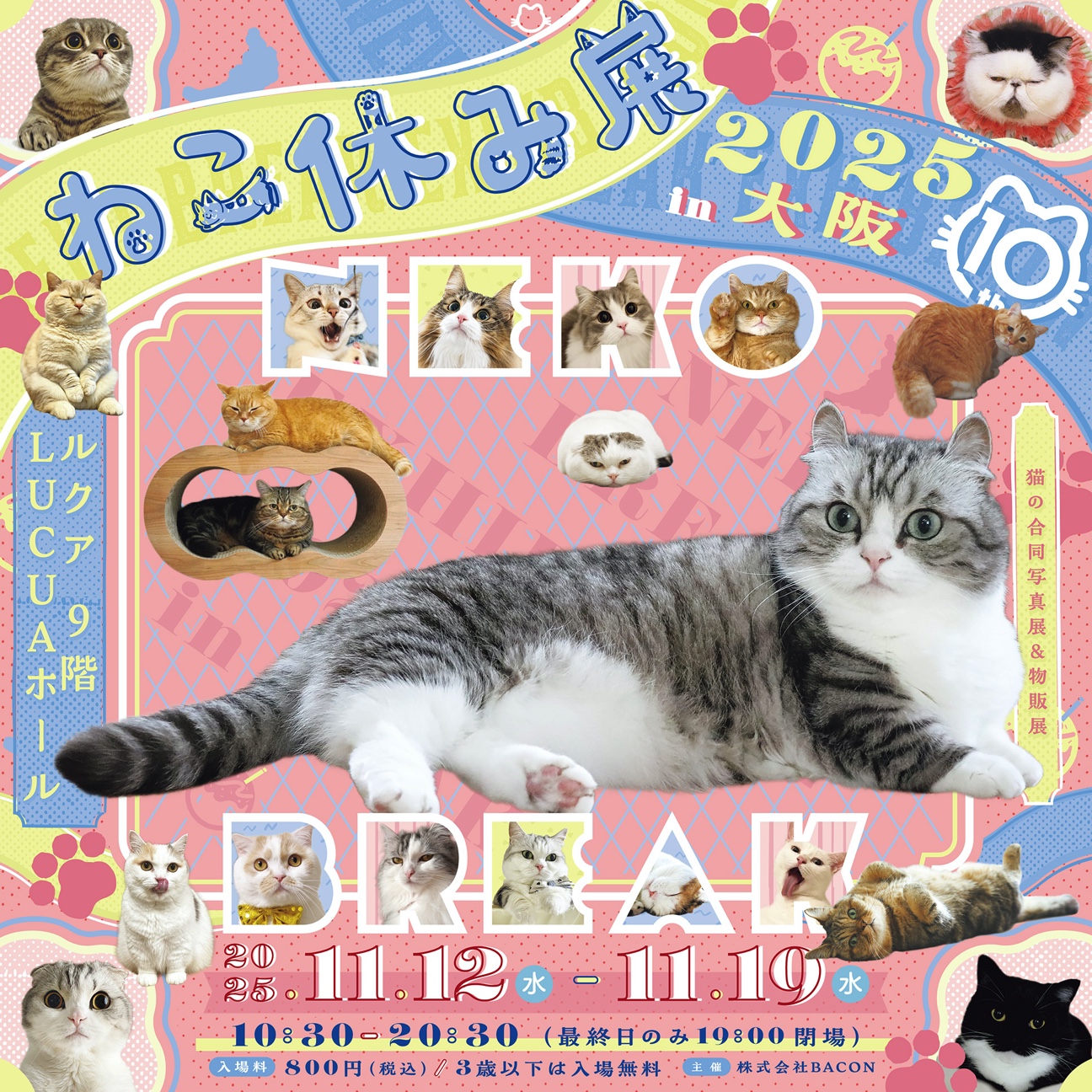 【大阪】ねこ休み展POPUPにターチャンが登場♪（…